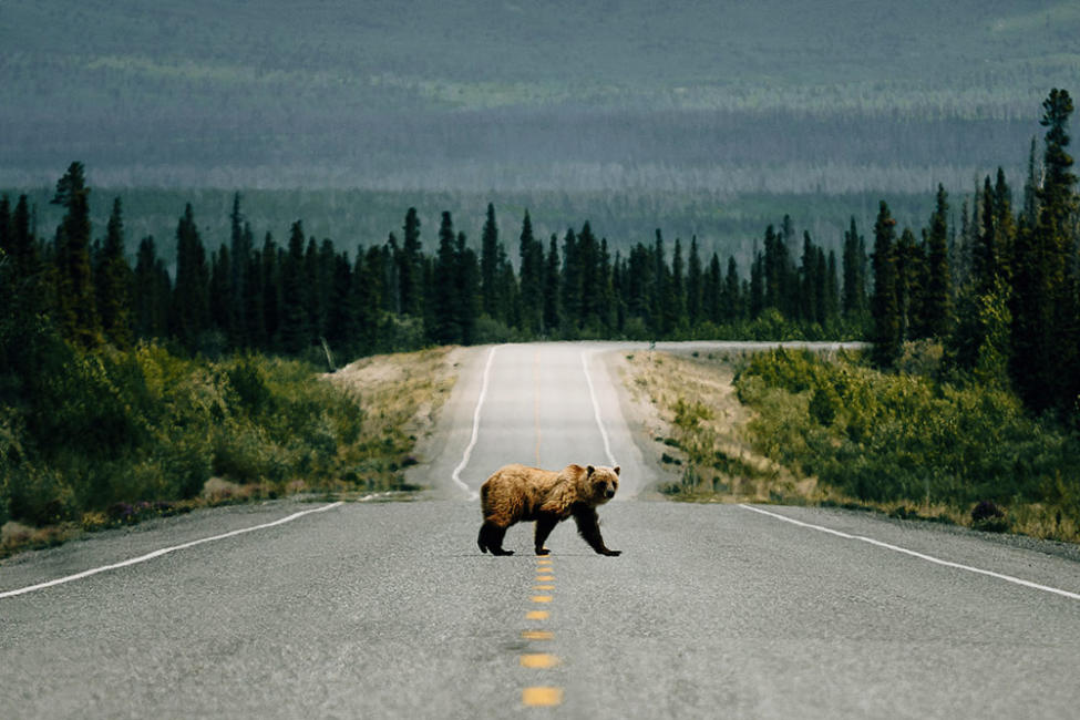Ein Bär überquert eine Sraße