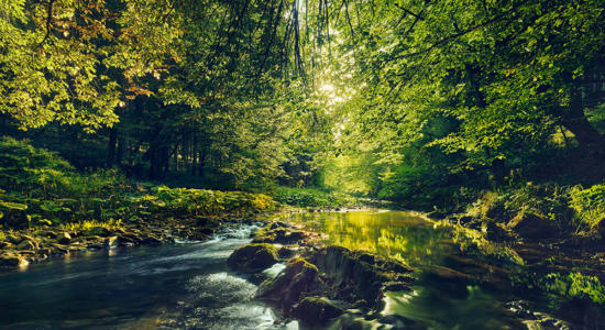 Eifelwald-Bild von Erik Chmil