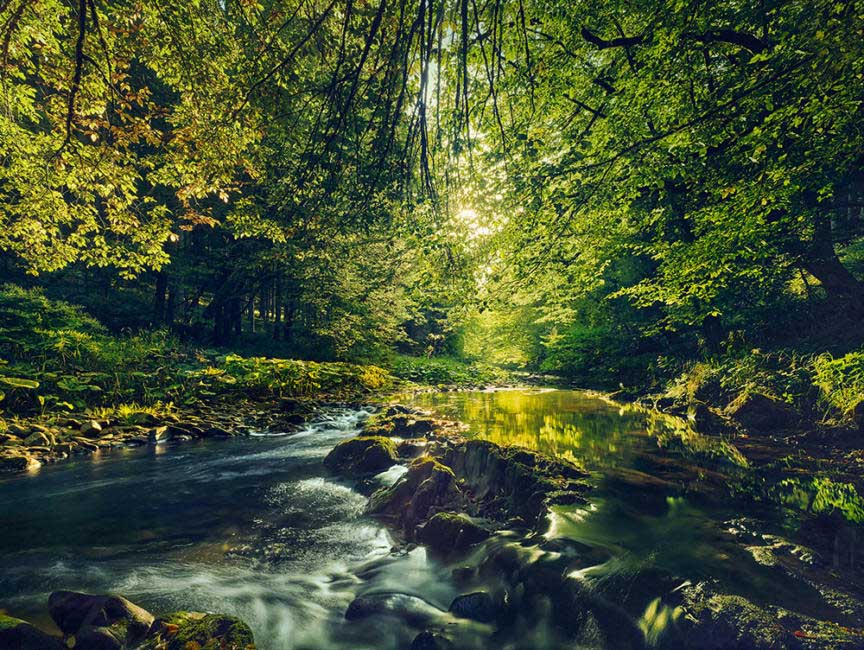 Eifelwald-Bild von Erik Chmil