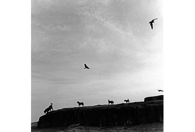 Graciela Iturbide, Perros Perdidos