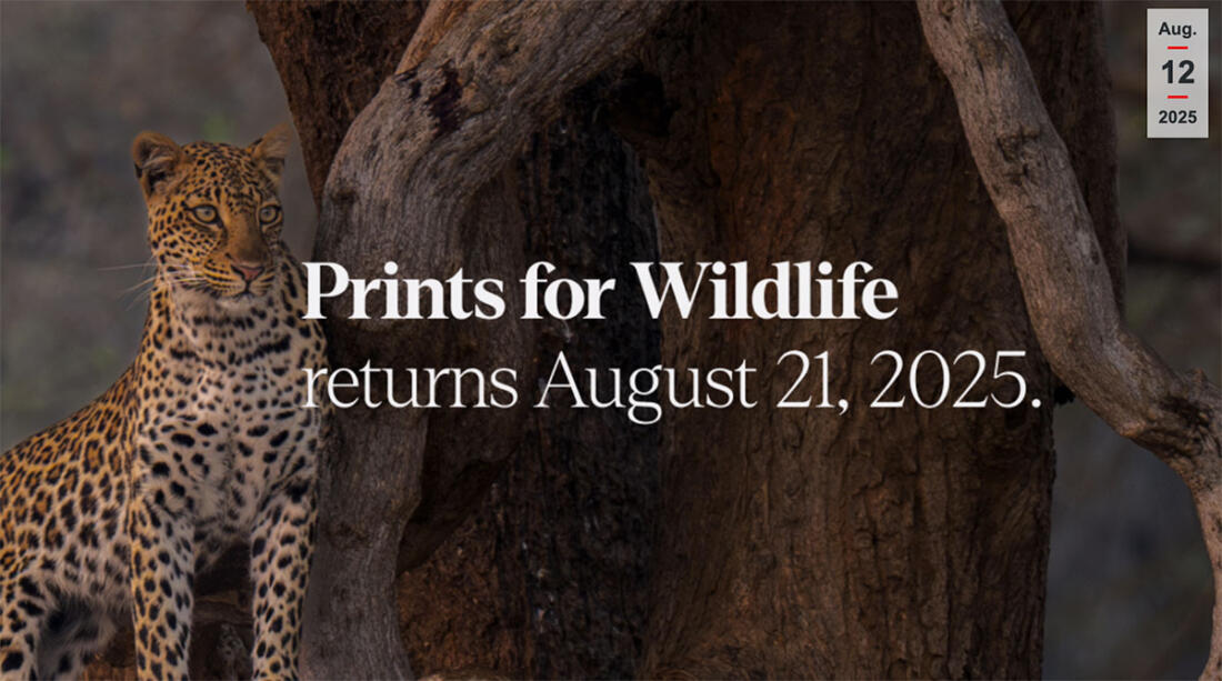 Screenshot Hahnemühle Prints for Wildlife Projekt