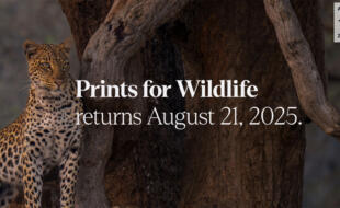 Screenshot Hahnemühle Prints for Wildlife Projekt
