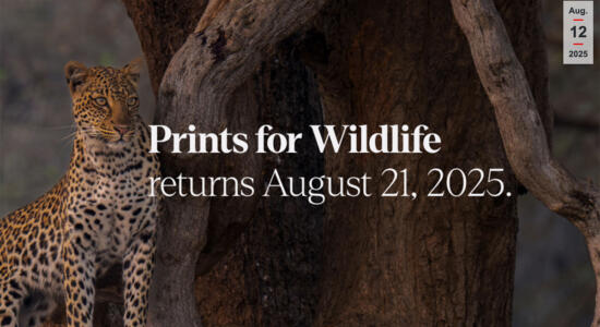 Screenshot Hahnemühle Prints for Wildlife Projekt
