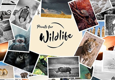 Teaserfoto Prints for Wildlife