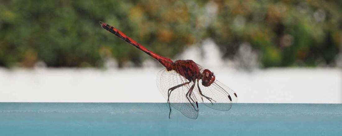 Schmuckfoto Libelle