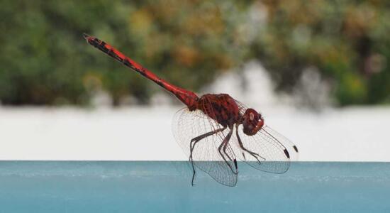 Schmuckfoto Libelle