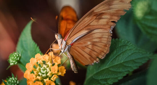 Foto erstellt mit dem Tamron-90er-Makro