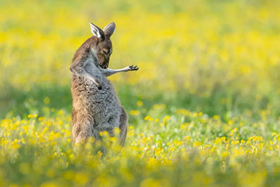 “The Comedy Wildlife Photography Awards 2023”