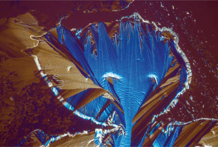 Koffein-Kristall im Lichtmikroskop