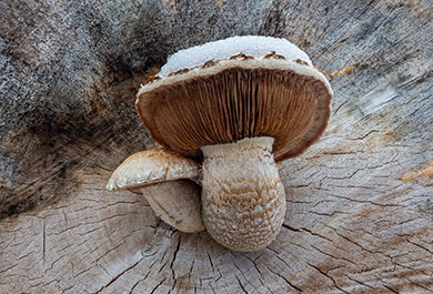 Schneebedeckte Pappel Schüpplinge