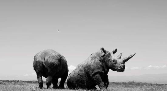 Foto von Paolo Pellegrin