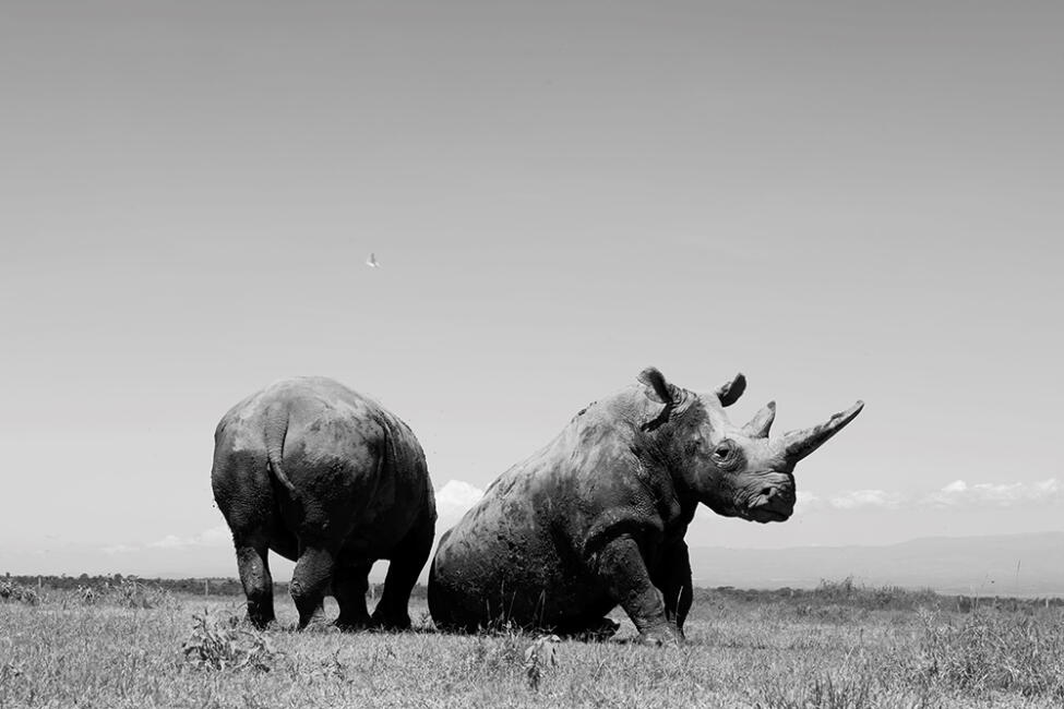 Foto von Paolo Pellegrin